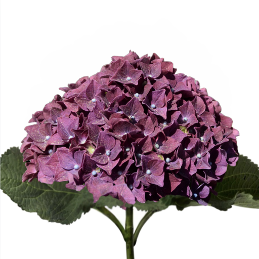 Hydrangea - Hortenzia - purple