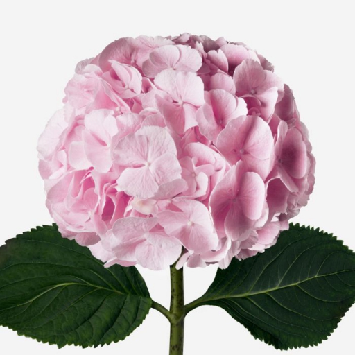 Hydrangea - Hortenzia - Rózsaszín