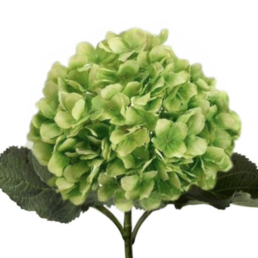 Hydrangea - Hortenzia - Zöld