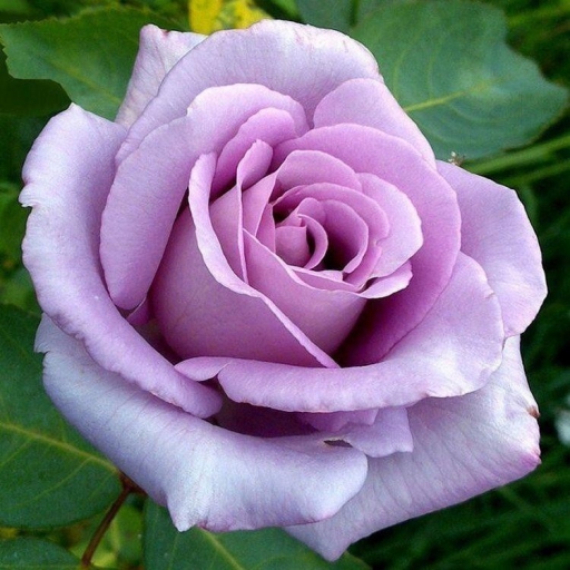 Konténeres rózsatő  lila