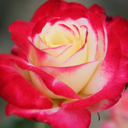 Magastörzsű rózsa - Bicolor