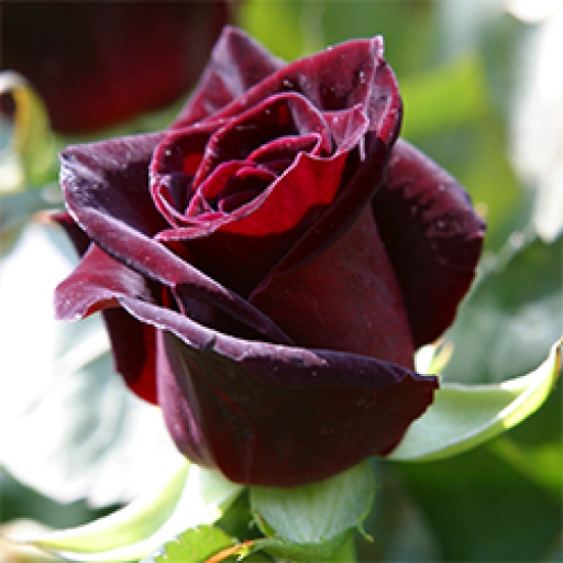 Magastörzsű rózsa - Bordó