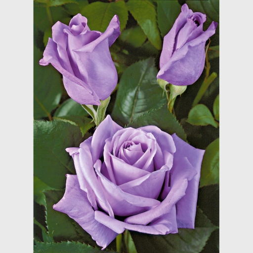 Magastörzsű rózsa - Lila