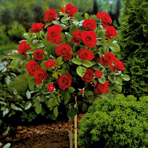 Magastörzsű rózsa - Piros