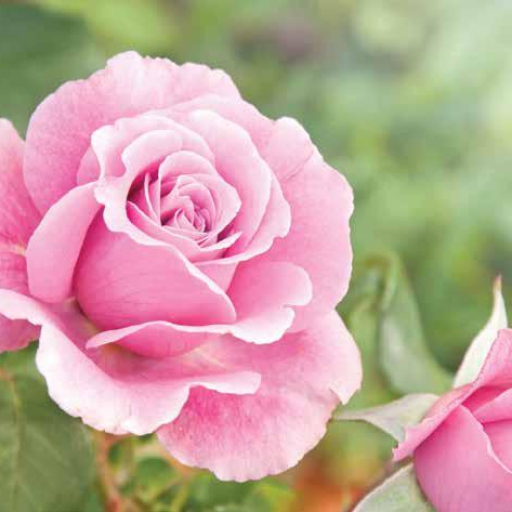 Magastörzsű rózsa - Rózsaszín