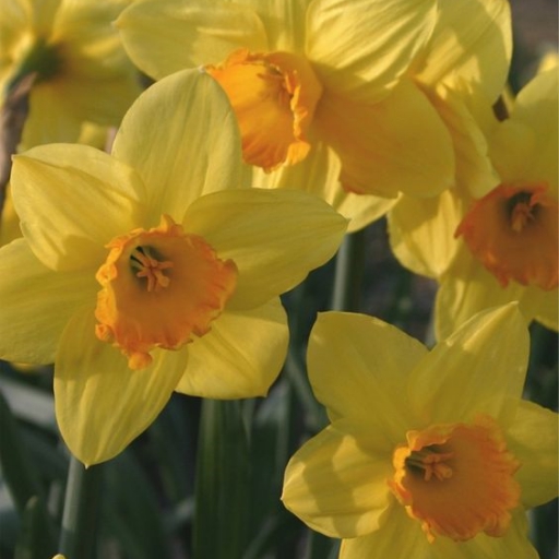 Nárcisz hagyma - Red Devon