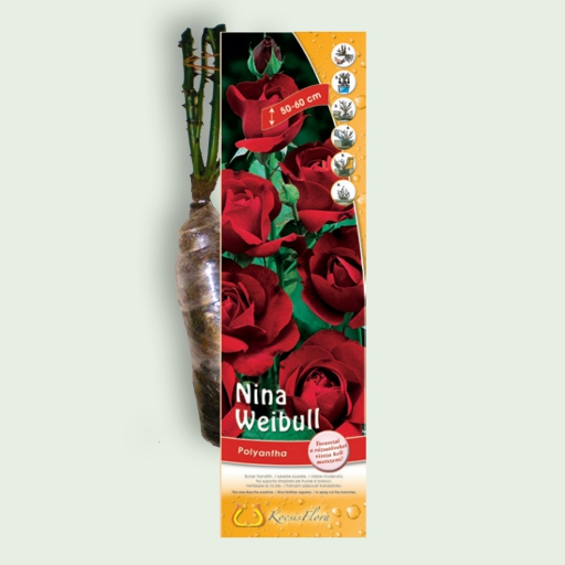Park rózsa - Nina Weibull - Piros