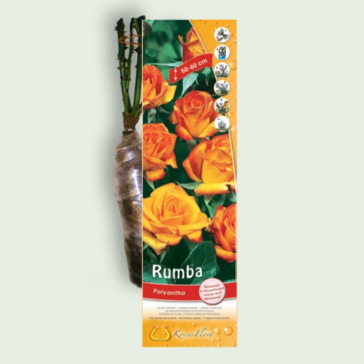 Park rózsa - Rumba - Narancs-piros
