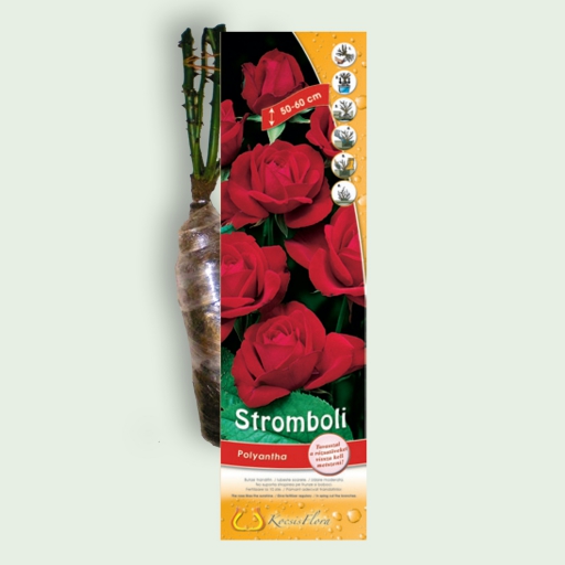 Park rózsa - Stromboli - Piros