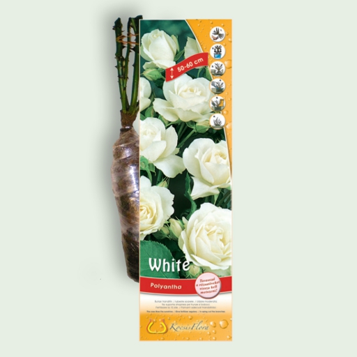 Park rózsa - White - Fehér