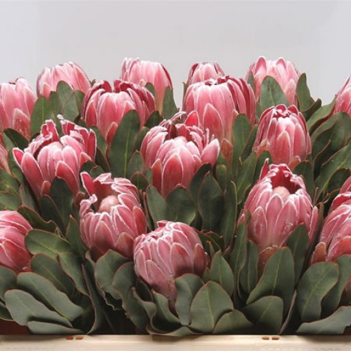Protea - ciklámen
