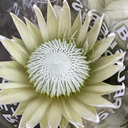 Protea - fehér