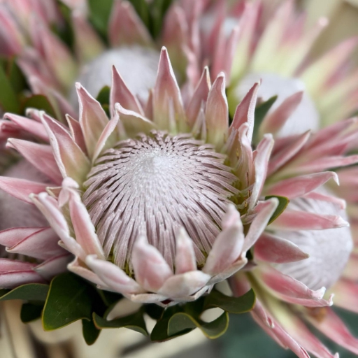 Protea - rózsazsín