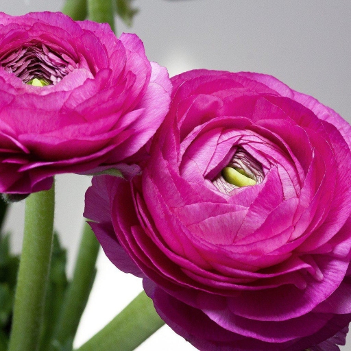 Ranunculus - Boglárka - Lila
