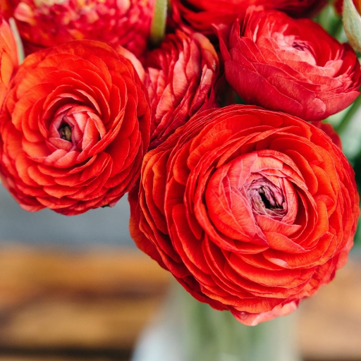 Ranunculus - Boglárka - Piros