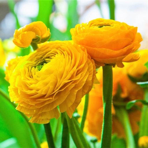 Ranunculus - Boglárka - Sárga