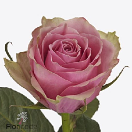 Rózsa - Athena Royale - Rózsaszín, zöld