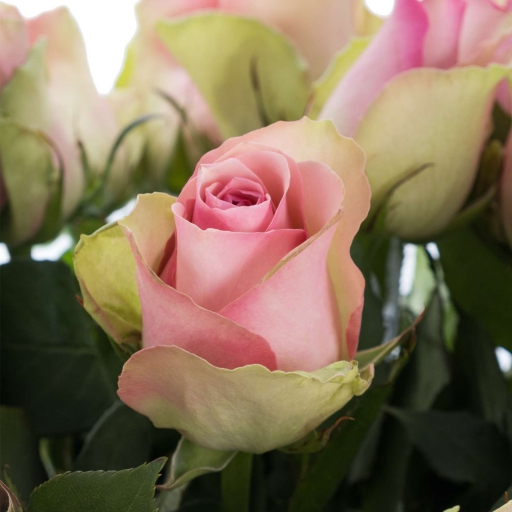 Rózsa - Belle Rose - Rózsaszín, zöld