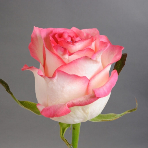 Rózsa - Jumilia - Rózsaszín, fehér