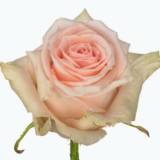 Rózsa - Lovely Dolomit - Világos rózsaszín