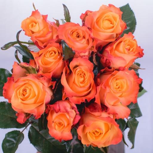 Rózsa - Monalisa - Narancssárga