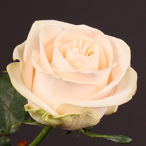 Rózsa - Wedding Rose - Rózsaszín