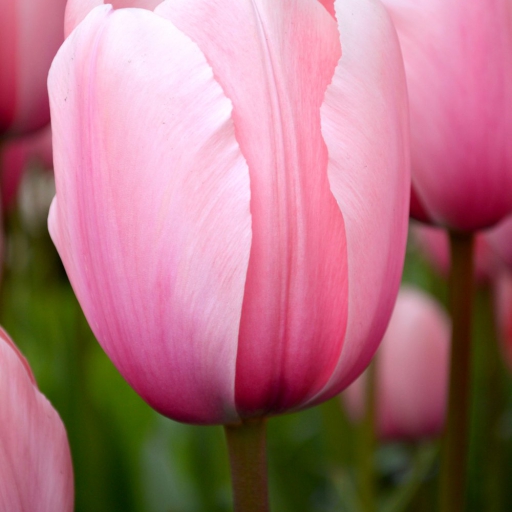 Rózsaszín tulipán
