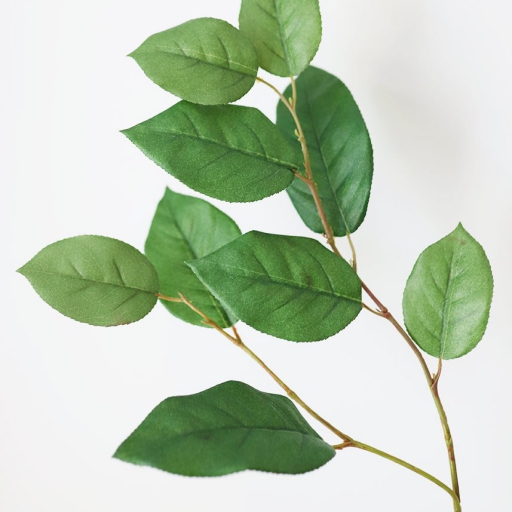 Salal