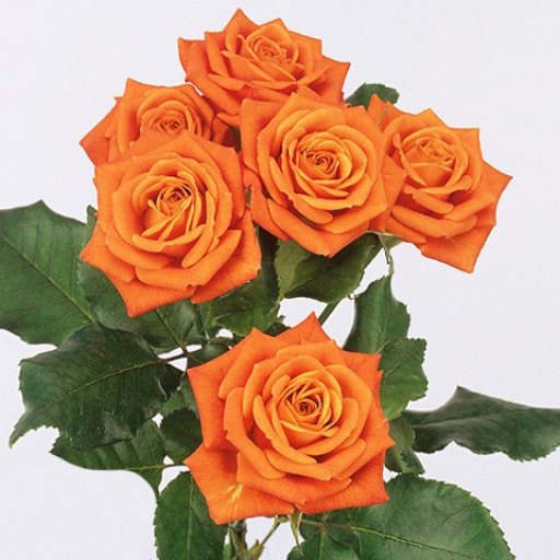 Spray Rózsa - Babe - Narancssárga
