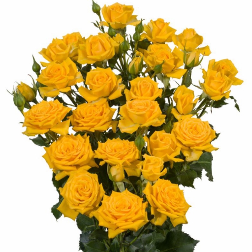 Spray rózsa - Mariah - Citrom sárga