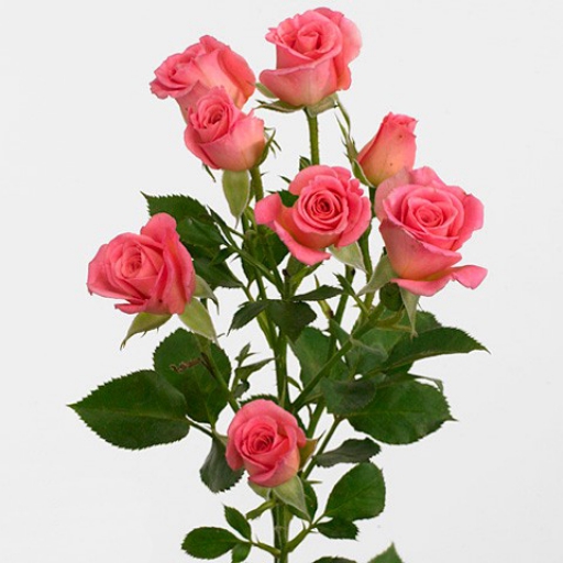 Spray Rózsa - Natalie - Sötét rózsaszín