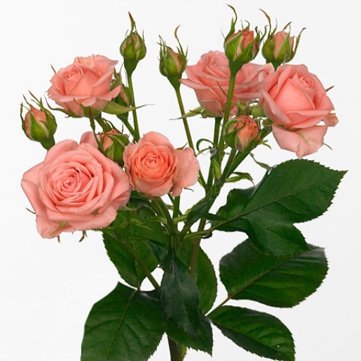 Spray Rózsa - Odilia - Világos rózsaszín