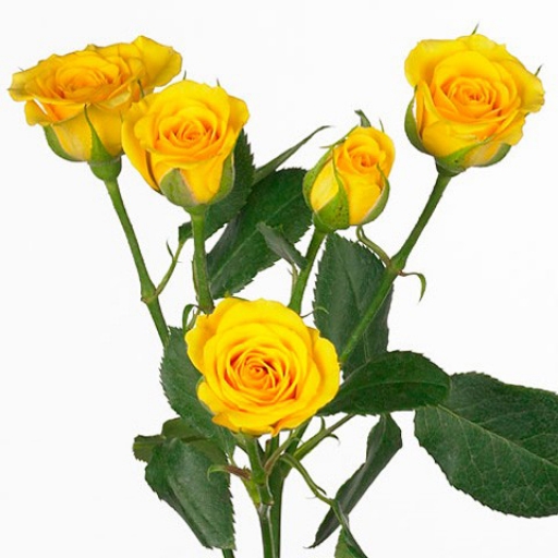 Spray Rózsa - Yellow Babe - Citrom sárga