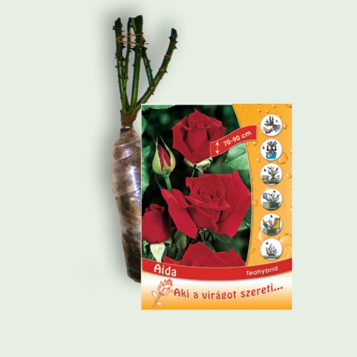 Teahibrid rózsa - Aida - Piros