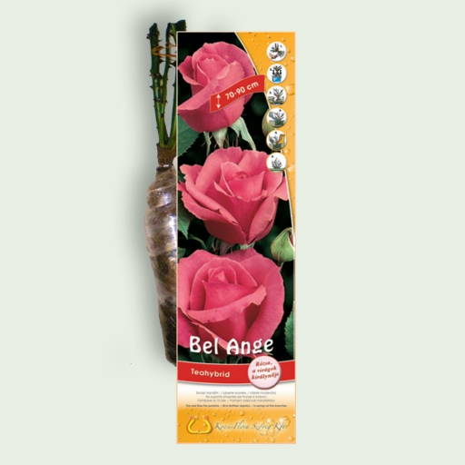 Teahibrid rózsa - Bel Ange - Rózsaszín