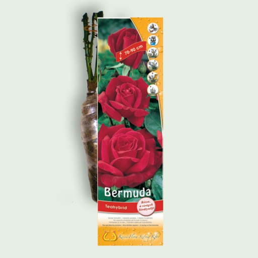 Teahibrid rózsa - Bermuda - Piros