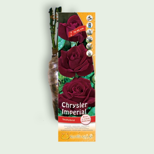 Teahibrid rózsa - Chrysler Imperial - Bordó