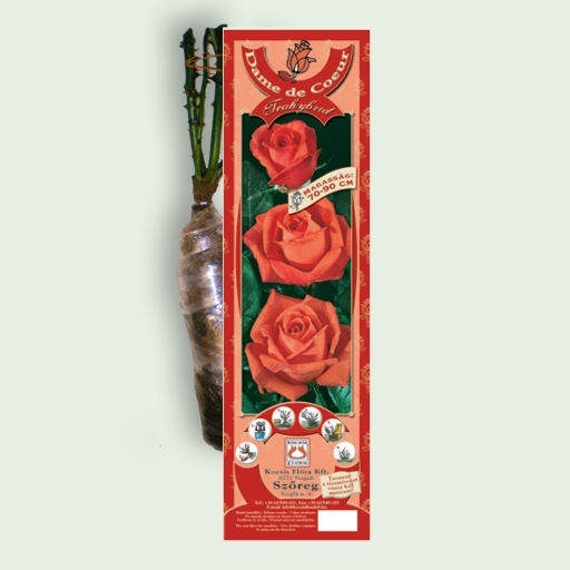Teahibrid rózsa - Dame de Coeur - Piros