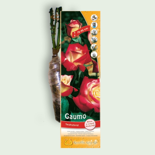 Teahibrid rózsa - Gaumo - Piros-sárga