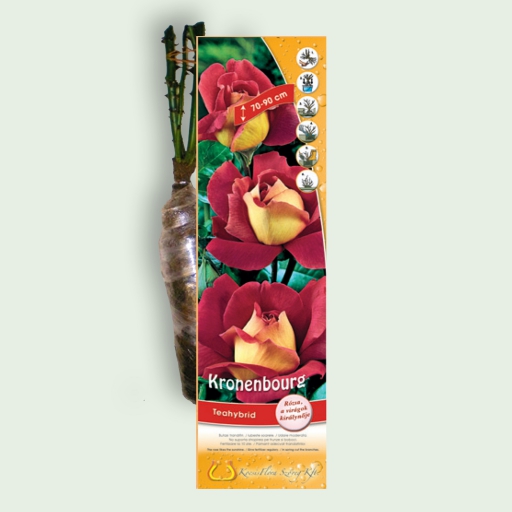 Teahibrid rózsa - Kronenbourg - Piros-sárga