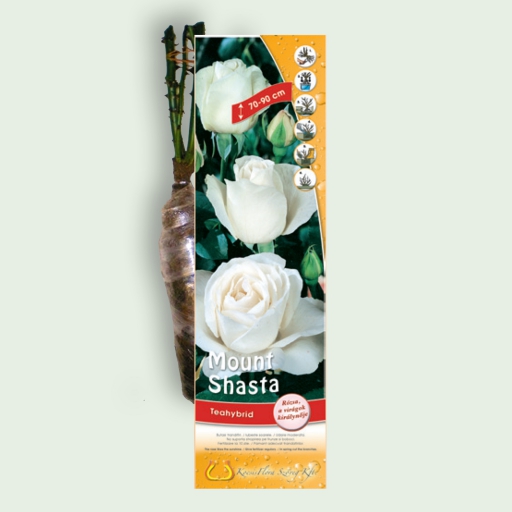 Teahibrid rózsa - Mount Shasta - Fehér