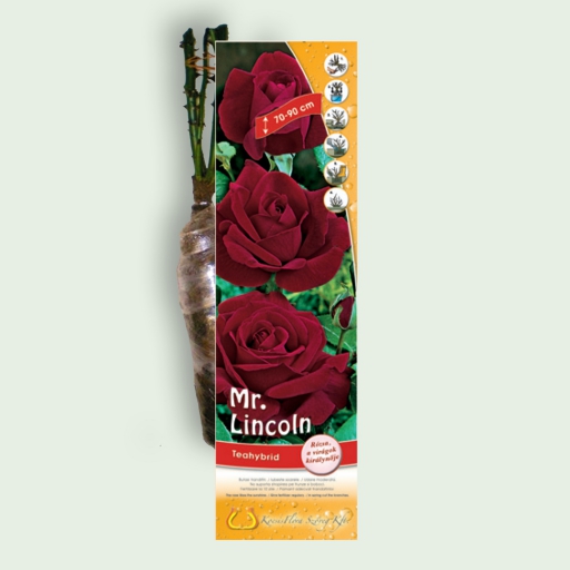 Teahibrid rózsa - Mr. Lincoln - Piros