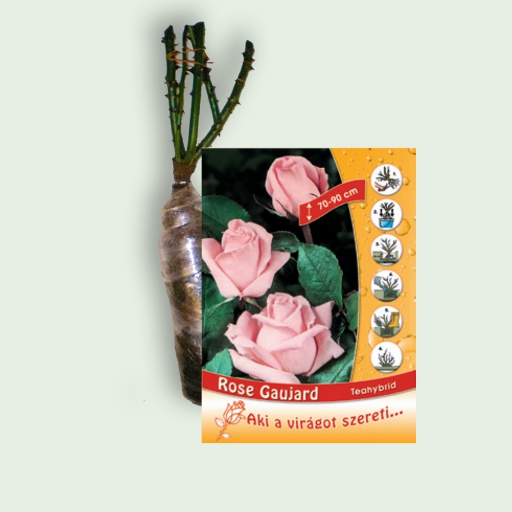 Teahibrid rózsa - Rose Gaujard - Rózsaszín