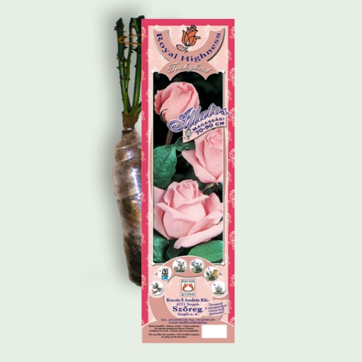 Teahibrid rózsa - Royal Highness - Rózsaszín