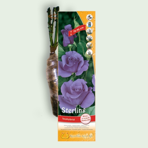 Teahibrid rózsa - Sterling - Lila