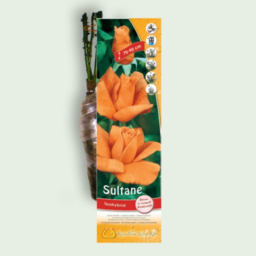 Teahibrid rózsa - Sultane - Narancs