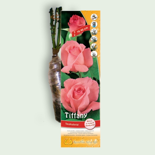 Teahibrid rózsa - Tiffany - Rózsaszín