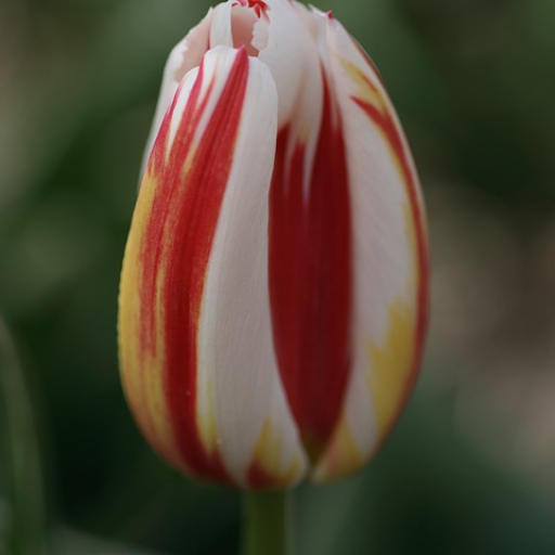 Tulipán hagyma - Happy Generation