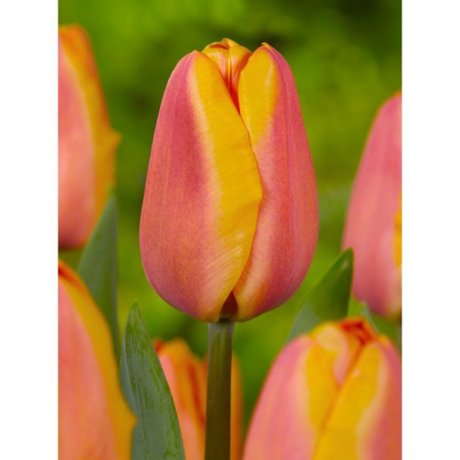 Tulipán hagyma - Narancs