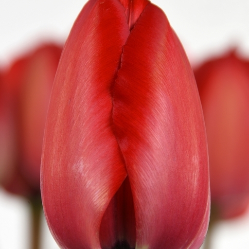 Tulipán hagyma - Piros